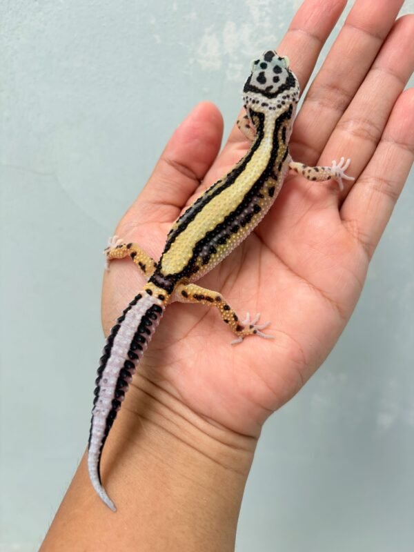 Bold Stripe ph Tremper - Betina - B261220 - BAHAN KONTES