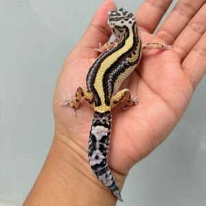 Bold Stripe Bandit Line - Betina - B261221 - PATTERN UNIK