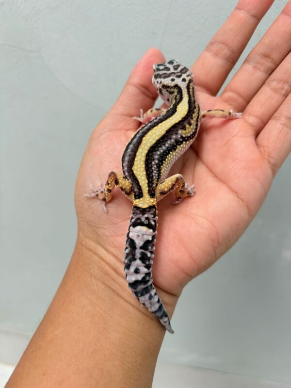 Bold Stripe Bandit Line - Betina - B261221 - PATTERN UNIK