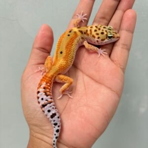 Emerine Red Stripe - Betina - B261222