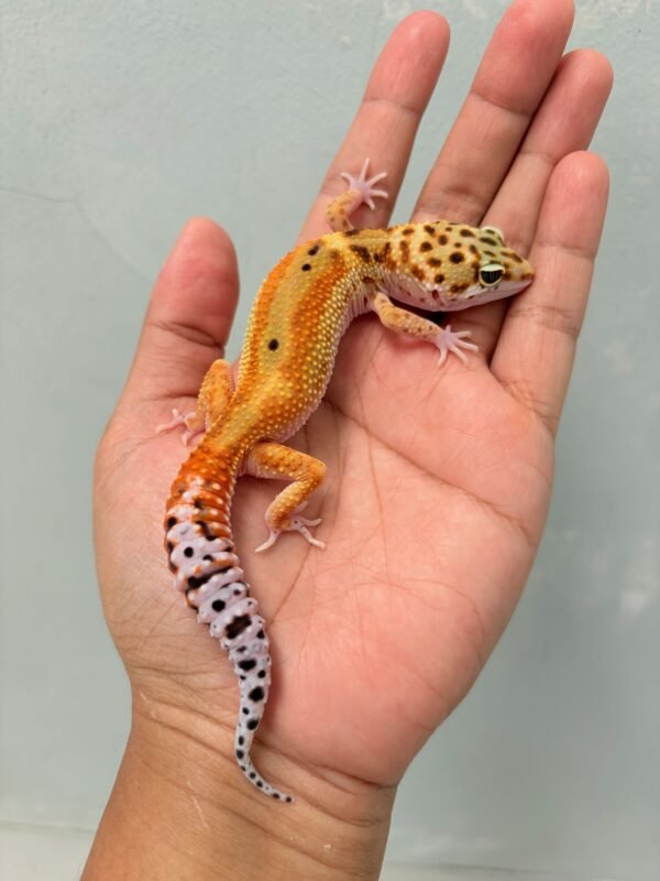 Emerine Red Stripe - Betina - B261222