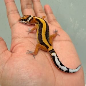 Tangerine Stripe het Tremper - Betina - R260119