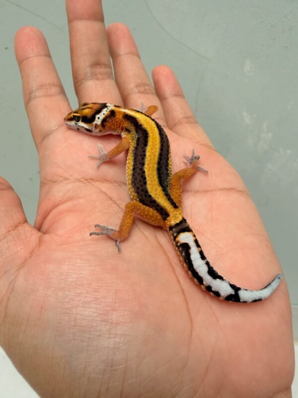 Tangerine Stripe het Tremper - Betina - R260119