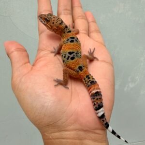 Emerine Black Night Cross - Betina - R260041 - MOTIF UNIK