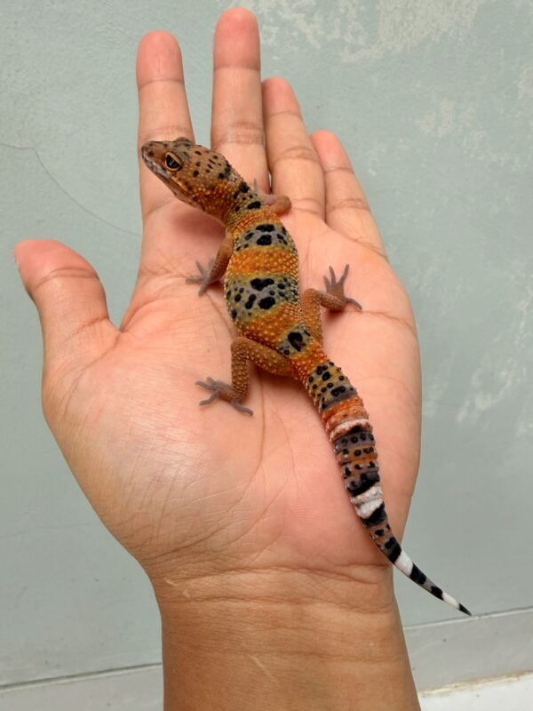 Emerine Black Night Cross - Betina - R260041 - MOTIF UNIK