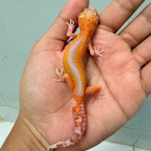 Bell Lavender Reverse Stripe - Betina - R260027 - RARE