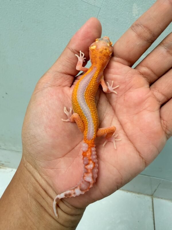 Bell Lavender Reverse Stripe - Betina - R260027 - RARE