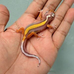 Tangerine Bell Bold Stripe - Betina - R260089 - BAHAN KONTES