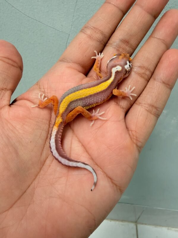 Tangerine Bell Bold Stripe - Betina - R260089 - BAHAN KONTES