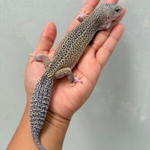 Black Night Ulet Bambu het RAPTOR - Betina - B250394 - OVULASI
