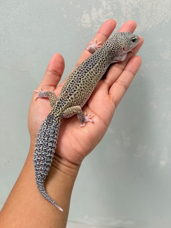 Black Night Ulet Bambu het RAPTOR - Betina - B250394 - OVULASI