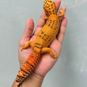Tangerine Albino - Betina - B251180 - OVULASI - CONTEST QUALITY
