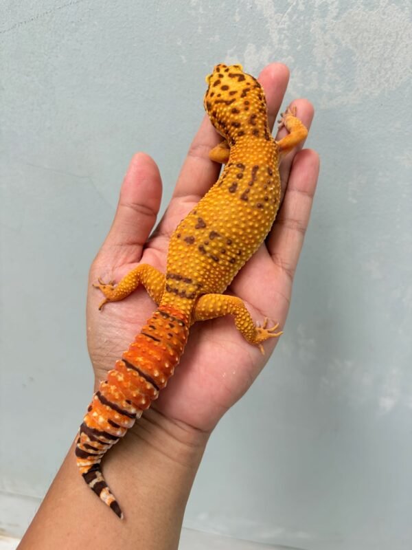 Tangerine Albino - Betina - B251180 - OVULASI - CONTEST QUALITY
