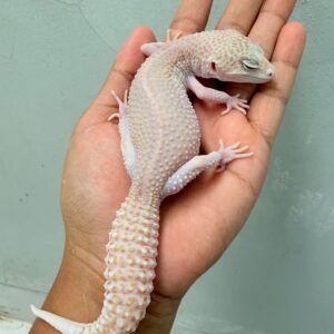 Panda Albino - Betina - B250967 - OVULASI