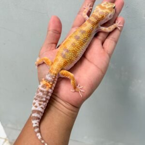 White & Yellow Tremper Albino - Betina - B250912 - OVULASI