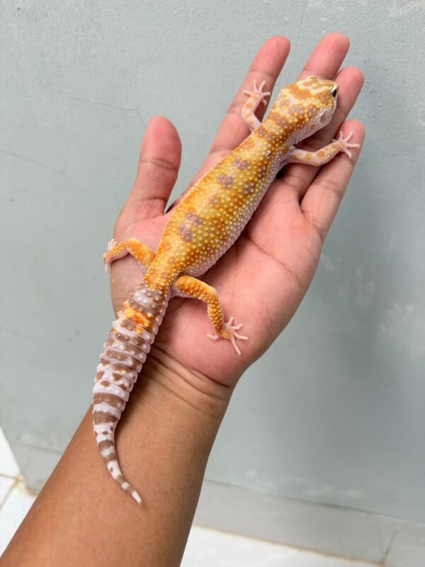 White & Yellow Tremper Albino - Betina - B250912 - OVULASI