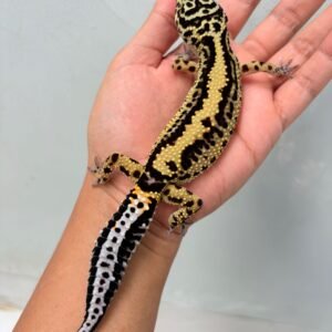 Bold Stripe ph Tremper - Betina - B251873 - OVULASI