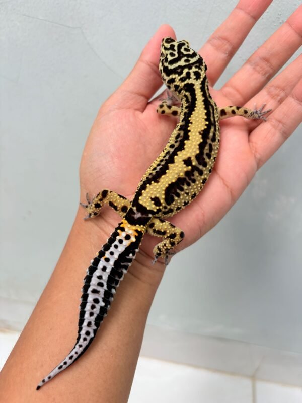 Bold Stripe ph Tremper - Betina - B251873 - OVULASI