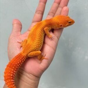 SHTCTB Jungle ph Tremper - Betina - B251652 - OVULASI