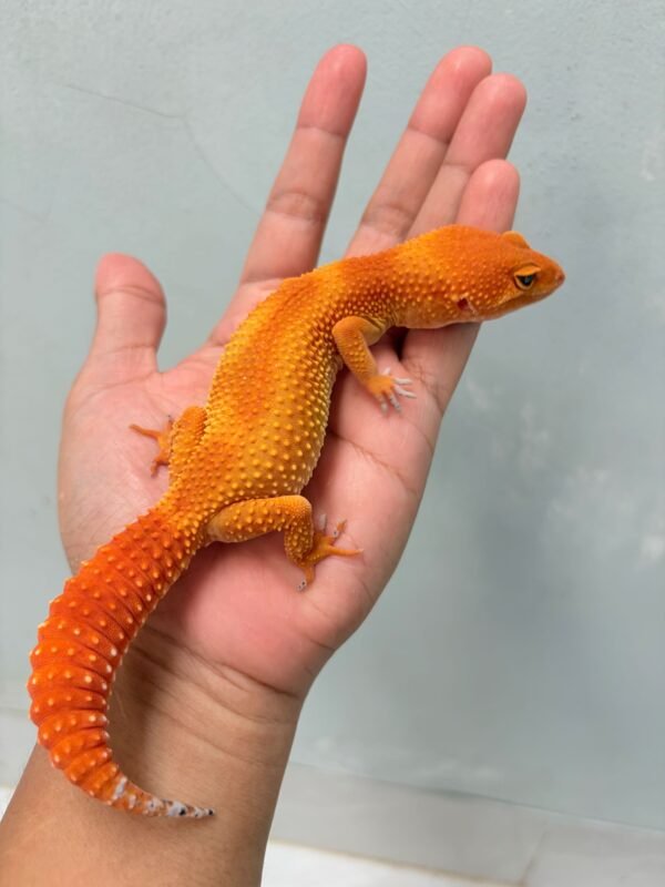 SHTCTB Jungle ph Tremper - Betina - B251652 - OVULASI