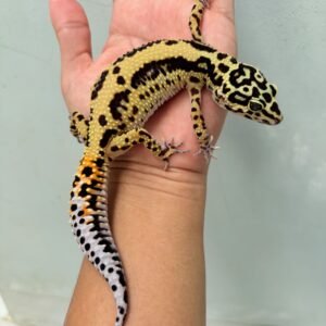 Tangerine Bold Stripe het Tremper - Betina - B260146