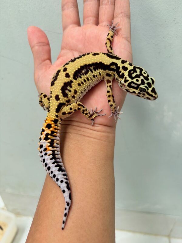 Tangerine Bold Stripe het Tremper - Betina - B260146