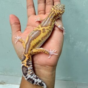Black Night Ulet Bambu Albino - Betina - B260548 - OVULASI