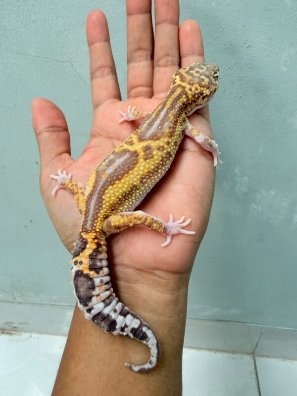 Black Night Ulet Bambu Albino - Betina - B260548 - OVULASI