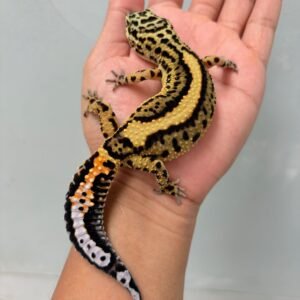 Tangerine Bold Stripe Black Night Cross - Betina - B260145 - OVULASI