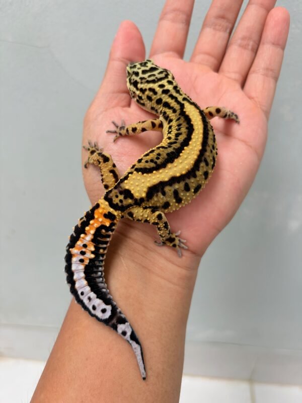 Tangerine Bold Stripe Black Night Cross - Betina - B260145 - OVULASI