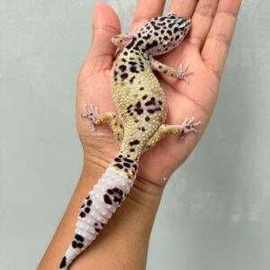 TUG Snow ph Tremper - Betina - B260151 - OVULASI - HIGH WHITE