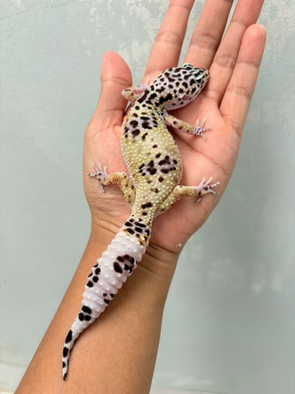 TUG Snow ph Tremper - Betina - B260151 - OVULASI - HIGH WHITE