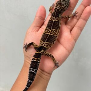 Black Night het Tremper - Betina - B260554 - OVULASI