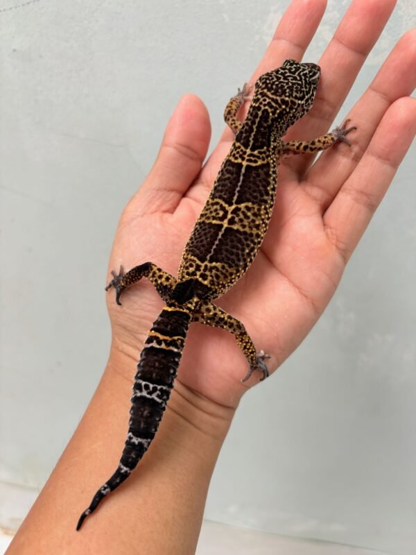 Black Night het Tremper - Betina - B260554 - OVULASI