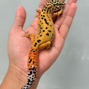 Emerine Jungle CT het Tremper - Betina - B260161 - OVULASI