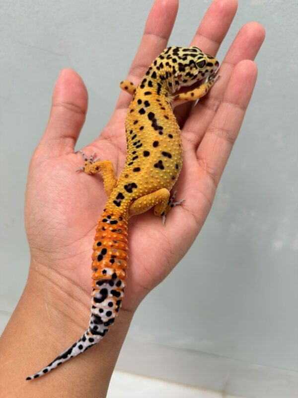 Emerine Jungle CT het Tremper - Betina - B260161 - OVULASI