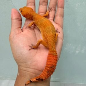 Sunspot - Betina - B260609