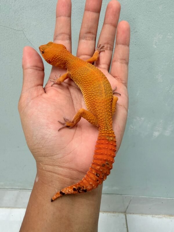 Sunspot - Betina - B260609