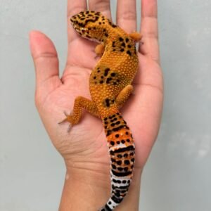 Black Night Emerine Cross - Betina - B260598 - OVULASI - NICE COLOR