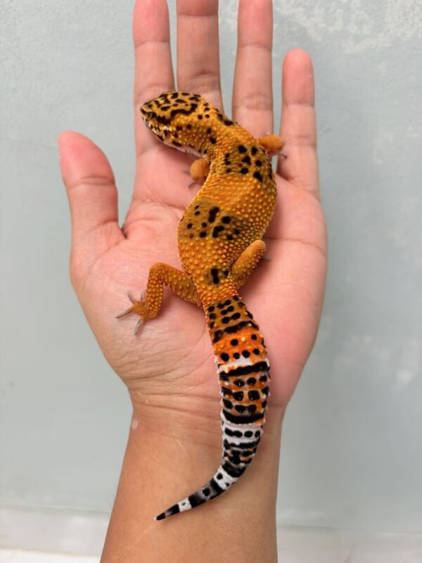 Black Night Emerine Cross - Betina - B260598 - OVULASI - NICE COLOR