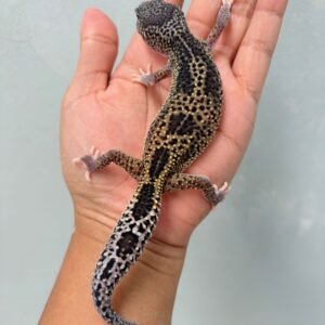 Black Night Mack Snow Eclipse - Betina - B250600 - OVULASI - BAHAN PANDA