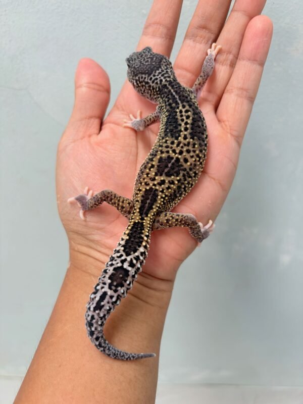 Black Night Mack Snow Eclipse - Betina - B250600 - OVULASI - BAHAN PANDA