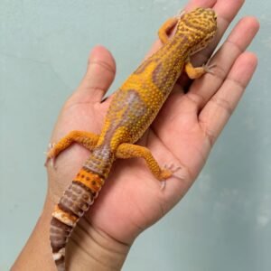 Tremper Lavender Black Night Cross - Betina - B260228 - OVULASI