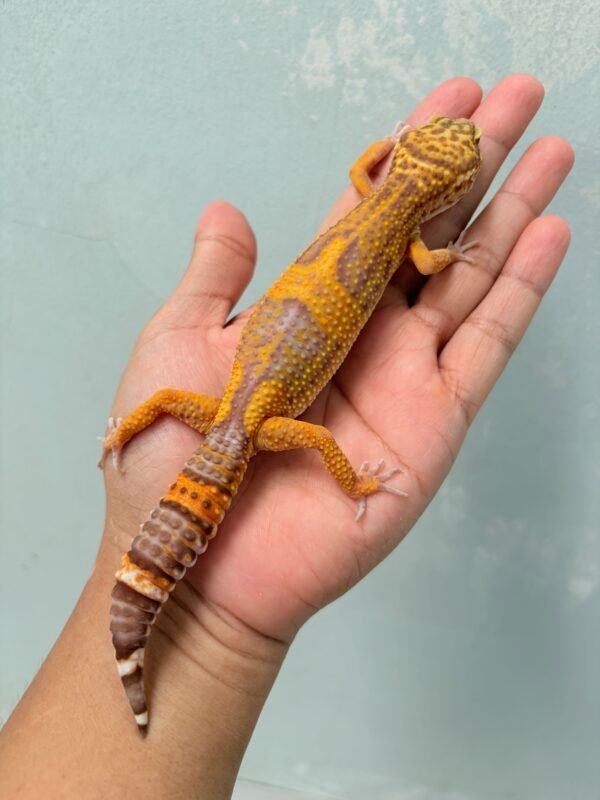 Tremper Lavender Black Night Cross - Betina - B260228 - OVULASI