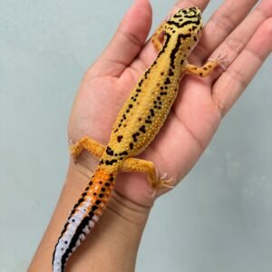 Stripe Emerine Cross ph RAPTOR - Betina - B260181