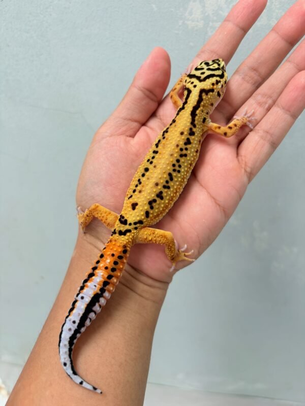 Stripe Emerine Cross ph RAPTOR - Betina - B260181