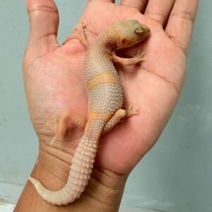 Black Night Bell Albino - Betina - B261223 - HAMPIR SOLID