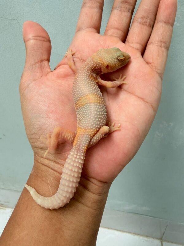 Black Night Bell Albino - Betina - B261223 - HAMPIR SOLID