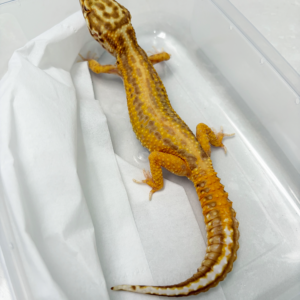 L080 Gecko Bell Albino Stripe betina L080 Gecko Bell Albino Stripe betina