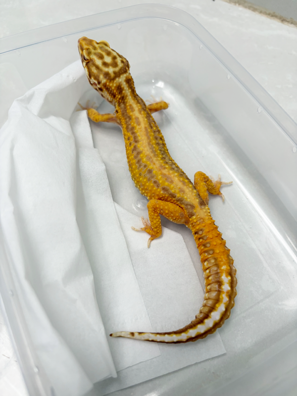 L080 Gecko Bell Albino Stripe betina